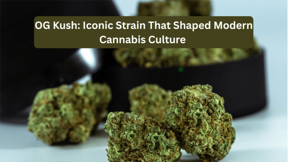 OG Kush: Iconic Strain That Shaped Modern Cannabis Culture Image 1 of OG Kush: Iconic Strain That Shaped Modern Cannabis Culture