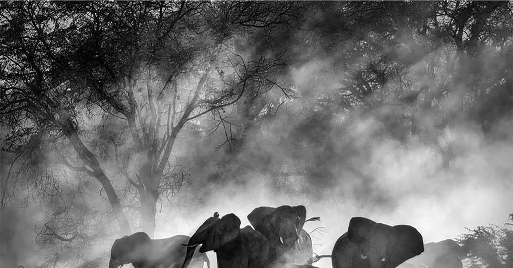 Ghost Elephants Werner Herzog: Documentary on Elephants