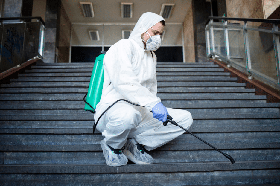 Image 1 of 5 Effective Termite Control Solutions You Should Know