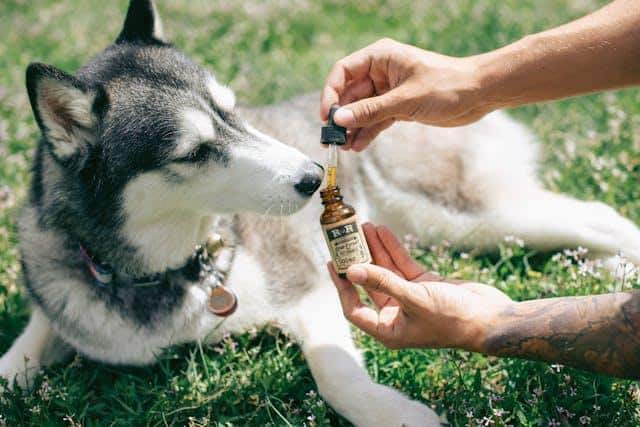 Image 1 of 5 Benefits of CBD Oil for Pets You Should Know