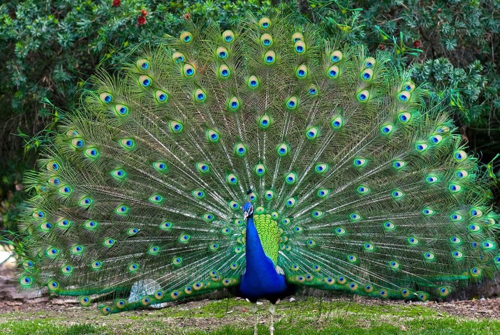 Who Owns Peacock: Analyzing the Viewership Boom