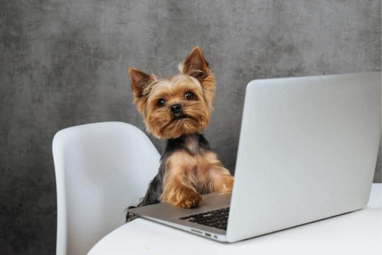 How Technology Is Changing the Business of Helping Pets Find Homes Image 1 of How Technology Is Changing the Business of Helping Pets Find Homes