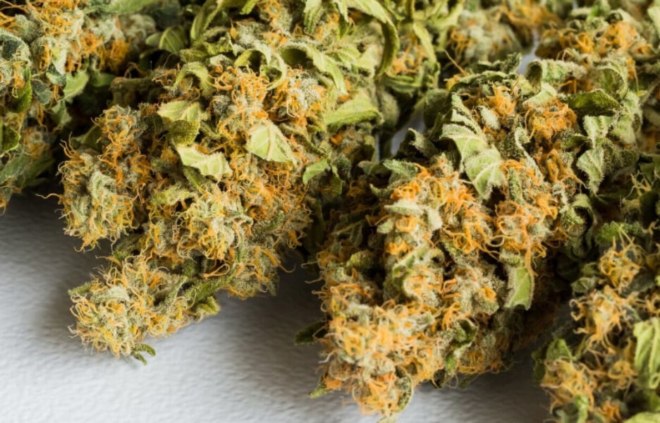 How Might Demand For Butterscotch OG Bulk Shape Market Growth? Image 1 of How Might Demand For Butterscotch OG Bulk Shape Market Growth?
